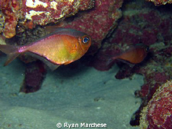 Pair of glassy sweepers by Ryan Marchese 